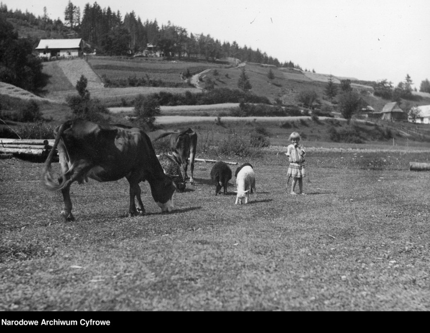 Dziewczynka na łące z krowami i owcami, w tle panorama...