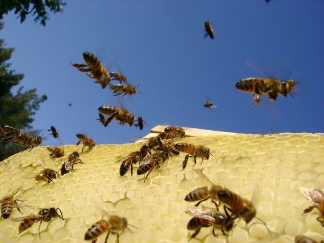 Nadwrażliwość na jad owadów błonkoskrzydłych, czyli na przykład pszczół, os i trzmieli wykazuje od pięciu do dziesięciu procent społeczeństwa