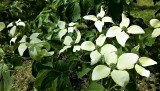 Dereń kousa – krzew o wdzięcznych białych kwiaty. Jak go pielęgnować?