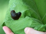 Jak chronić ogródek przed ślimakami?
