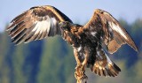 Wielki, drapieżny ptak uchwycony na kamerze jednego z kierowców pod Krosnem Odrzańskim