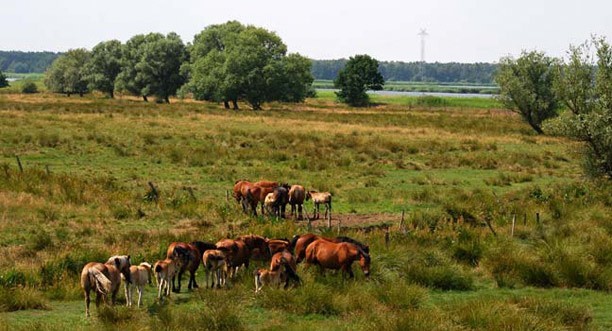 To stado koni wypasających się w rezerwacie Karsiborska Kępa