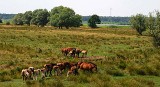 Konie w Świnoujściu są w fatalnym stanie. Jeden padł, drugi musiał zostać uśpiony