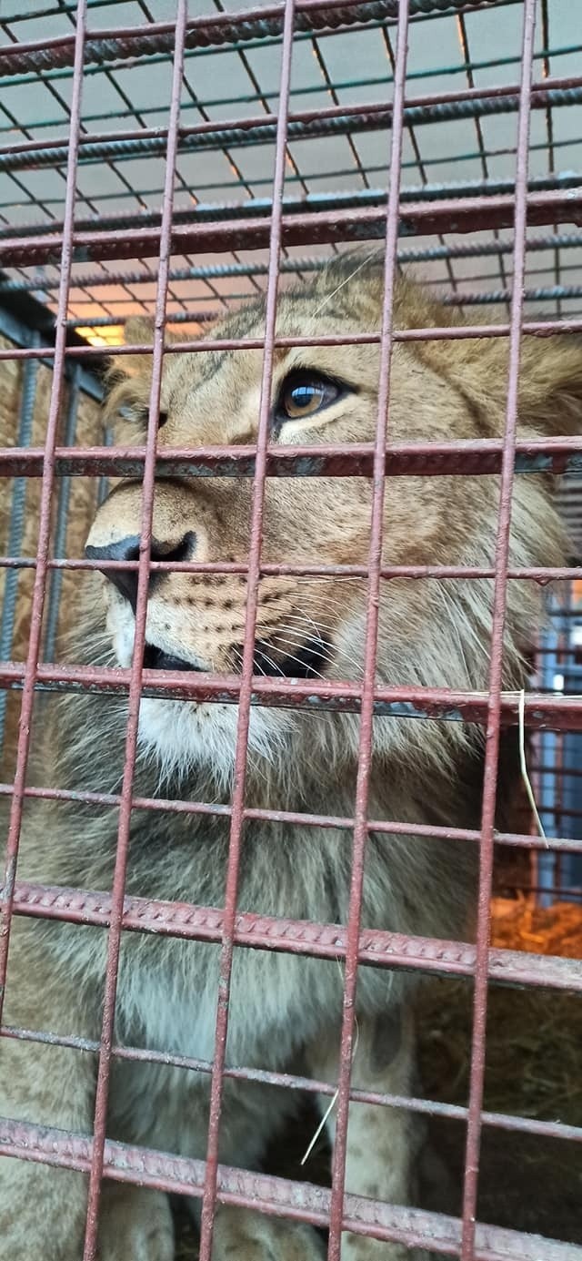 Zwierzęta z kijowskiego zoo przekroczyły polską granicę.