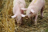 Wyhodowano świnie, które mogą być dawcami organów dla ludzi