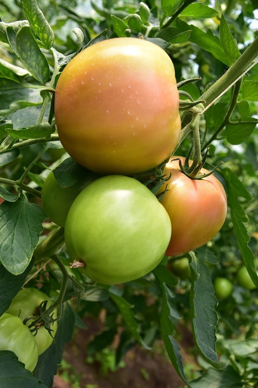 Romanowi Oleszkowiczowi urosły pomidory-olbrzymy. Ważą nawet po 620 gramów, choć bywają też większe. W sam raz na zupę dla rodziny