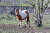 W Ramiszowie samochód potrącił mężczyznę, który... gonił konia