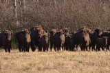 Przystanek Bieszczady Kazimierza Nóżki i Marcina Sceliny, odcinek 2. Stada jak na sawannie