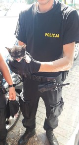 Policjanci z Prudnika uratowali małego kota, który wszedł pod maskę auta