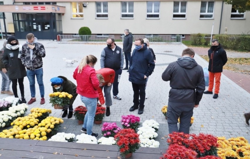 Pomoc dla ogrodników. Chryzantemy wyprzedane w Redzie w ciągu 20 minut