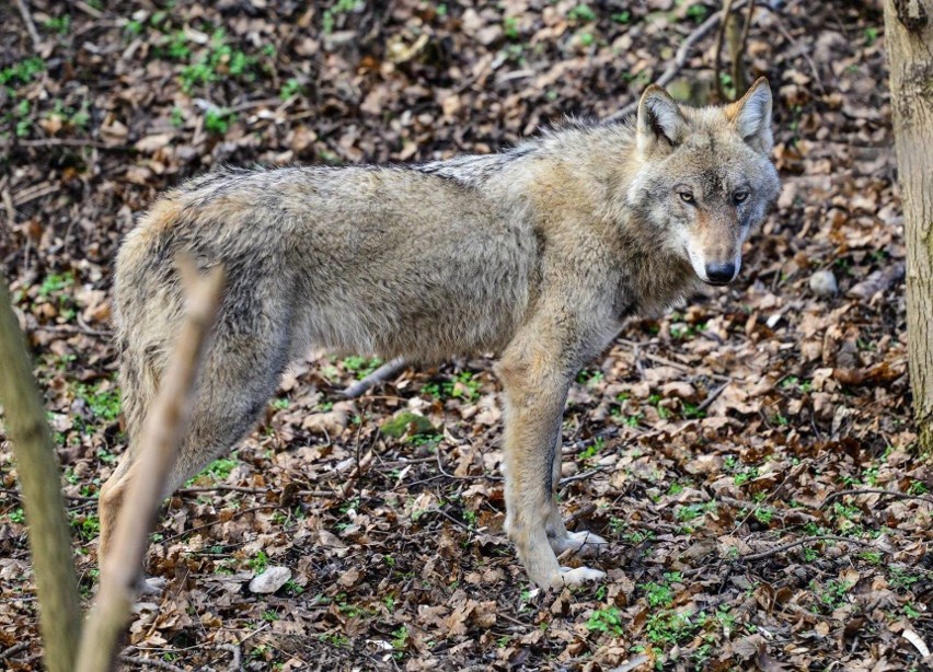 Nowe Zoo: Z Austrii i Berlina przyjadą do nas wilki