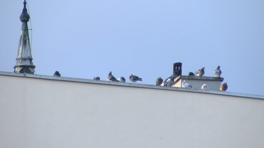 Sztuczny jastrząb miał odstraszać gołębie w centrum Strzelec Opolskich. Ale coś poszło nie tak - ptaki przyzwyczaiły się do dziwnego kompana