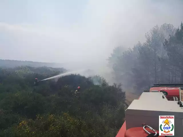 W akcji gaszenia pożaru brało udział kilkanaście zastępów straży pożarnej