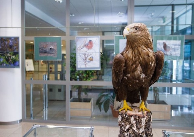 Wystawę Ptaki Polskie, którą można było oglądać w ramach FNiS, przygotował Uniwersytet w Białymstoku.