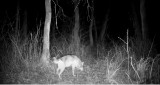 Wilk bez jednej łapy wciąż żyje w lesie pod Częstochową. Jest w świetnej kondycji ZOBACZCIE FILM