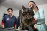 Potwierdzono koronawirusa u kotów w Stanach Zjednoczonych. Nie ma żadnych dowodów, że zakażają ludzi