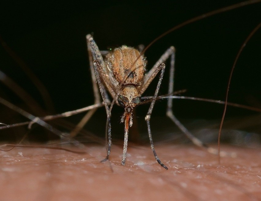 komary uwielbiają cień, nie cierpią dużego nasłonecznienia