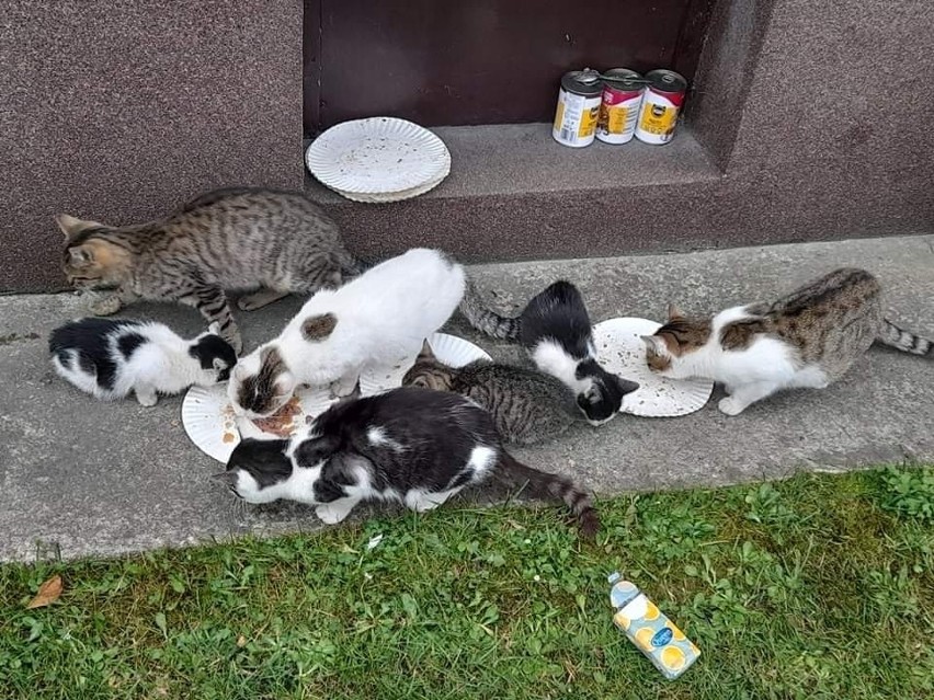Koty z Olkusza i okolic szukają domu!