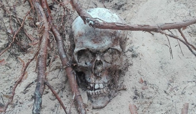 W Zmarłych koło Kluczewska ziemia odsłoniła czaszkę niemieckiego żołnierza.
