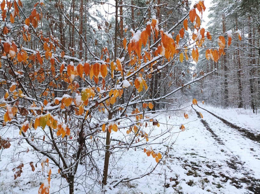 Sypnęło śniegiem, krajobraz regionu zabielił się, a tu i...