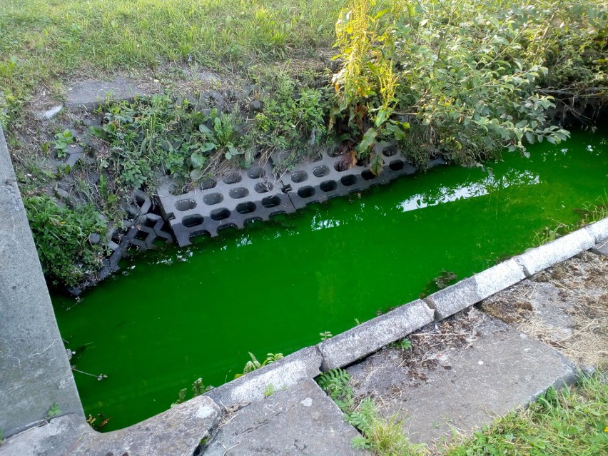 W środę, 20 lipca woda w Bogdance zabarwiła się na zielono.