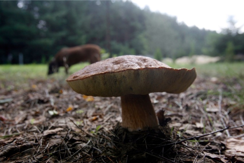 Młoda łodzianka i starszy łodzianin zatruli się grzybami! Trafili na toksykologię