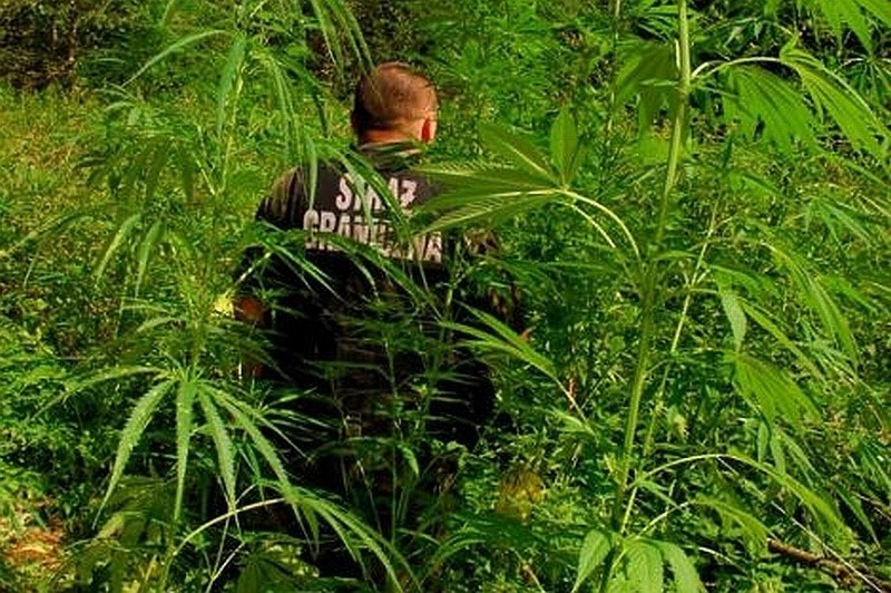 Funkcjonariusze odkryli pole marihuany w lesie [FOTO]