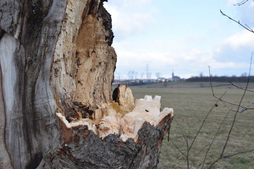 Uszkodzone drzewa na ul. Lotniczej