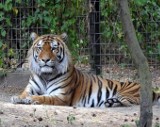 Tygrys zagryzł opiekuna! Tragedia w ogrodzie zoologicznym