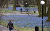 W parku Klepacza zakwitają pierwsze błękitne cebulice. Błękitna murawa pod drzewami
