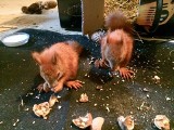 Cztery małe wiewiórki straciły matkę, maleństwami zaopiekowała się mieszkanka Skaryszewa. Trwa akcja pomocy zwierzątkom
