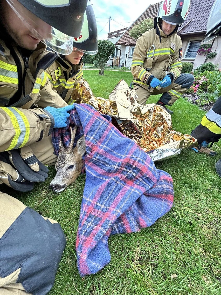 Strażacy uratowali koziołka, który utkwił na ogrodzeniu. Zobacz zdjęcia