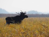 Tak dorodnych łosi jeszcze nad Biebrzą nie było (zdjęcia)