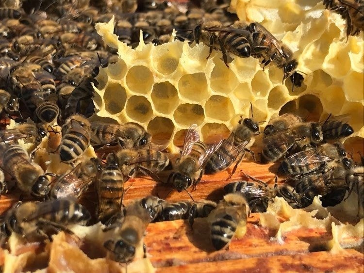 Zdjęcia pszczół z pasieki Grzegorza Forkasiewicza, wójta...