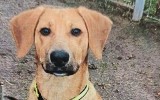 Złodziej ukradł psa z zielonogórskiego schroniska. Czworonoga pomogli odnaleźć internauci 