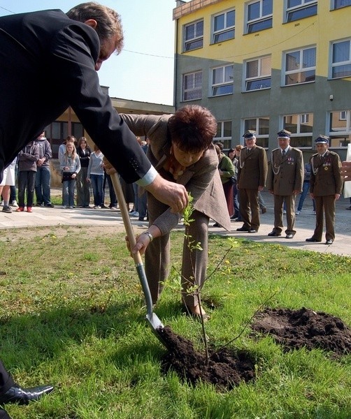 Krystyna Kielisz, burmistrz Opatowa zasadziła jeden z dębów pamięci.