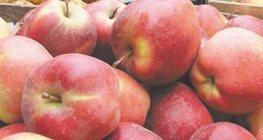 W produkcji jabłek zajmujemy obecnie trzecie miejsce na świecie. Wyprzedzają nas jedynie Chiny oraz Stany Zjednoczone. Rocznie nasze jabłonie dają ok. 3 mln ton owoców.