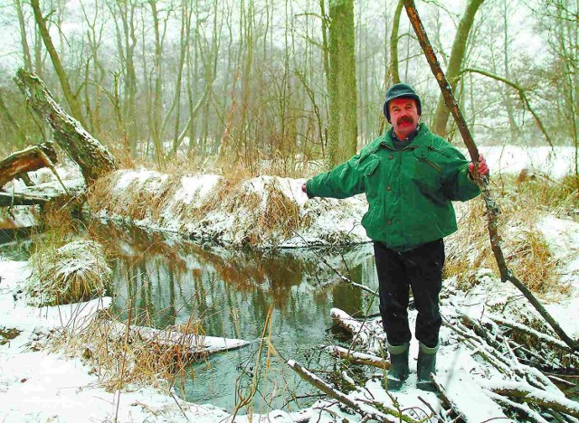 W tych okolicach zadomowiły się bobry. Zostawiły po sobie znak - tamę na rzeczce, która Ryszardowi Jakowiczowi uprzykrza życie.