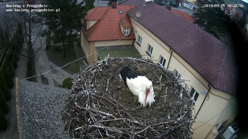 W Wielkopolsce pojawiły się bociany. W Przygodzicach w 2019...