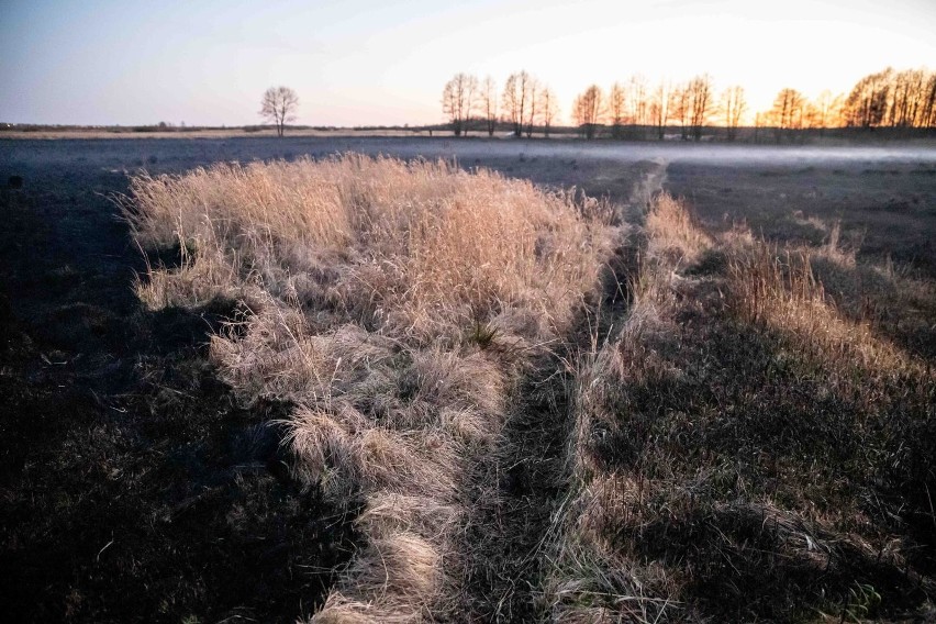 Biebrzański Park Narodowy. Powstaną wieże obserwacyjne i dodatkowy monitoring. Ma to być sposób na uniknięcie pożarów (zdjęcia)