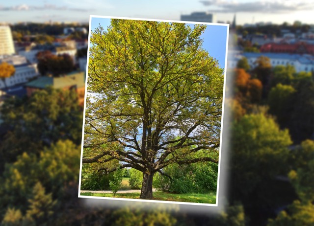 Kasztanowiec z ulicy Inwalidów zwyciężył w plebiscycie na Bydgoskie Drzewo Roku 2022. Wybierać można było z finałowej dziesiątki pięknych drzew zlokalizowanych na terenie całego miasta.
