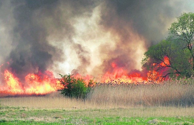 Wysuszone trawy płoną bardzo szybko. Przy odpowiednim wietrze ogień może rozprzestrzeniać się z prędkością do 20 kilometrów na godzinę. Gdy wiatr nagle zmieni kierunek, pożar często wymyka się spod kontroli