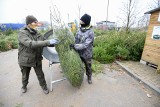 Choinki w Toruniu. Jakie ceny w Nadleśnictwie Toruń i sklepach OBI, Leroy Merlin, Castorama. Gdzie najtaniej? Oto cennik!