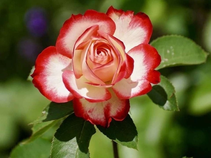 Róża

Róża także może przyciągać pszczoły i motyle