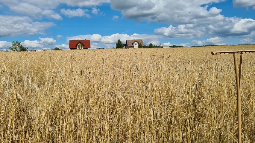 Pokaz Koszenia Zboża Metodą Tradycyjną w Dziemianach [ZDJĘCIA]