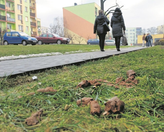 Jak się okazuje takie obrazki nie przeszkadzają niektórym właścicielom psów.