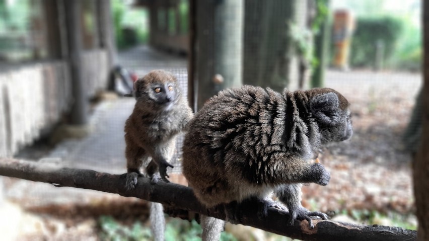 W Ogrodzie Zoologicznym w Opolu żyje zaledwie jedna para...