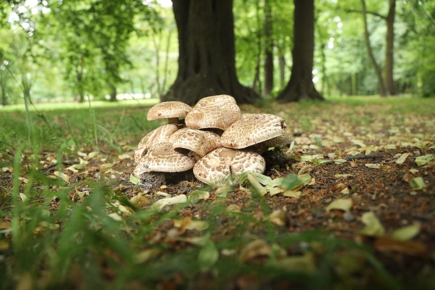 Najpierw zjedli grzyby, potem pojechali na toksykologię z obawy, że były trujące 