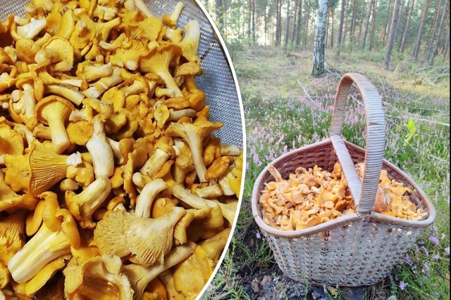 W świętokrzyskich lasach grzybów jest mniej niż w ubiegłym tygodniu, ale wciąż można uzbierać sporo kurek. Zobaczcie zbiory i miejsca na kolejnych zdjęciach>>>
