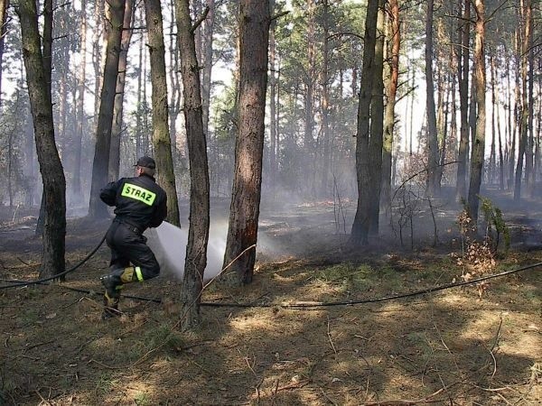 Susza daje znać o sobie. Ostatnio strażacy w ciągu jednego...